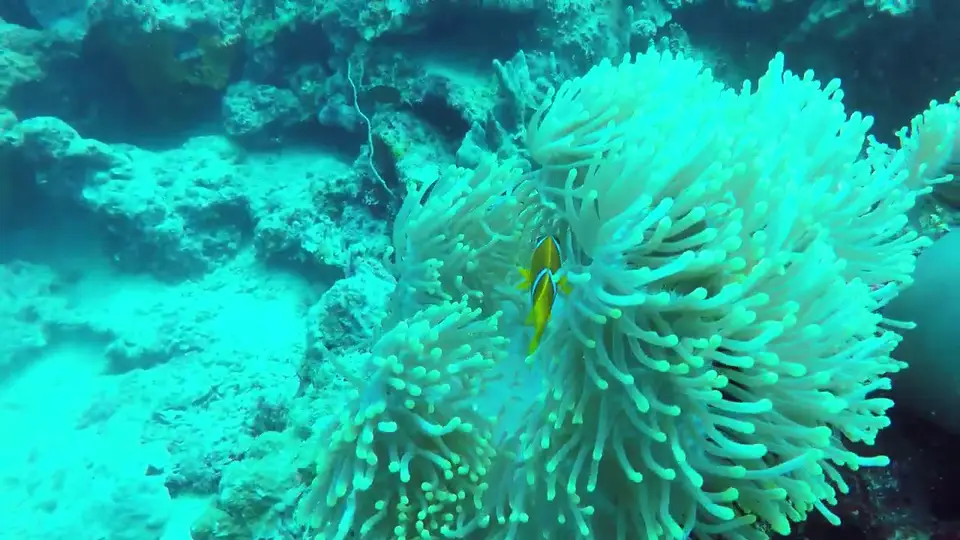 Le site de plongée des Sables Blancs, dans le golfe de Tadjoura
