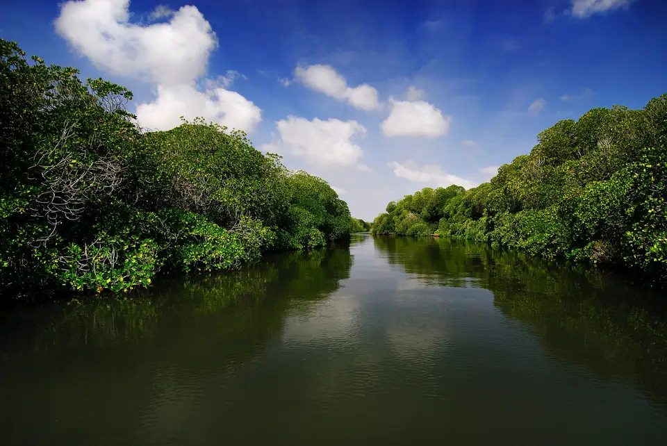 Mangroves de Godoria, Obock