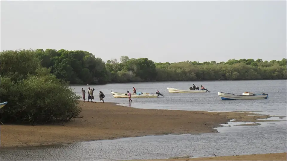 La forêt de Godoria et ses mangroves, sur la route d’Obock (Djibouti)