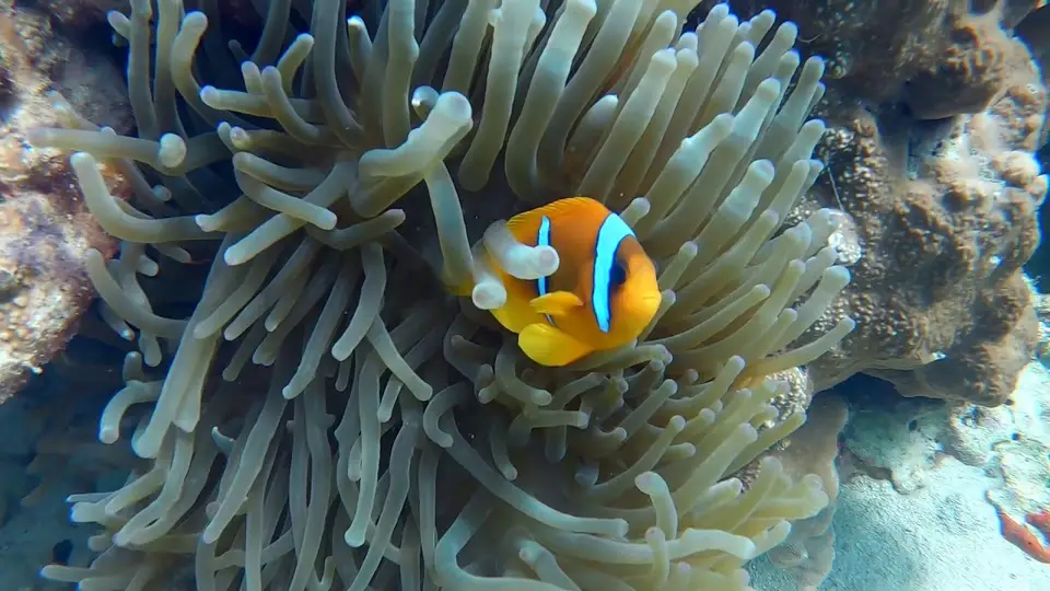 Plongeur évoluant le long d'un tombant corallien coloré dans les eaux du golfe de Tadjoura